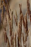 Sommerbild mit blühendem Gras