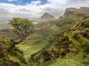 The Quiraing Tree van Gunther Cleemput