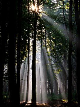 Sonnenharfen im Speulder Wald von Eddy Westdijk