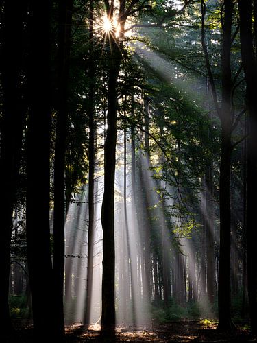 Sun harps in the Speulder forest