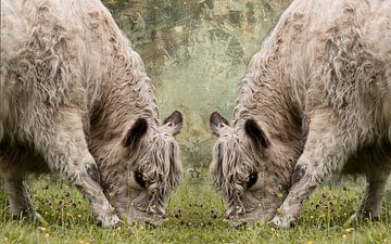 Galloway Symmetrie van Saranda Veld ArtWorks