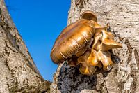 A nearly golden mushroom in the winter, growing on a tree near Lieshout in Brabant, the Netherlands