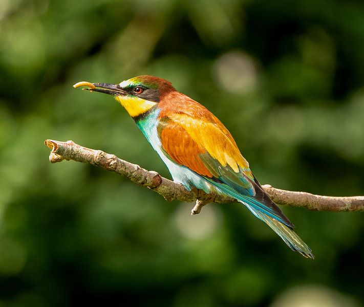 Bienenesser von Wouter Van der Zwan
