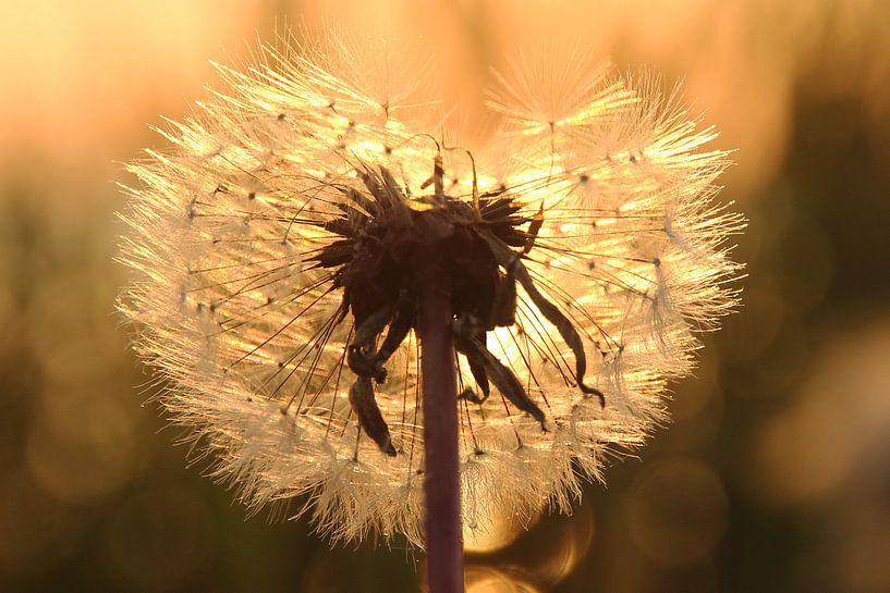  sunset dandelion by Fotografie Sybrandy
