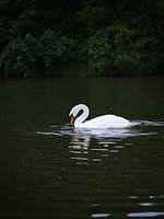 The swan