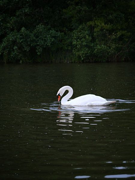 The swan by Michael Bardewee