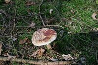 paddenstoel met witte stippen