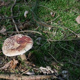 paddenstoel met witte stippen von Thom Van Rhee