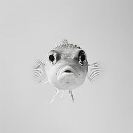 Kogelvis van Poster Art Shop