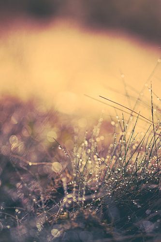 Reflecterend zomers ochtend dauw