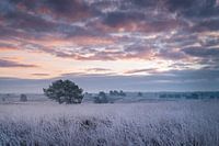 Frosty Sunrise