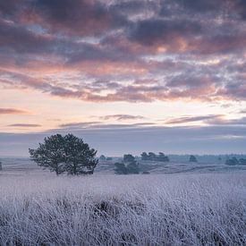 Frosty Sunrise van René Vierhuis