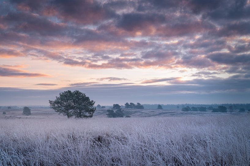 Frosty Sunrise van René Vierhuis