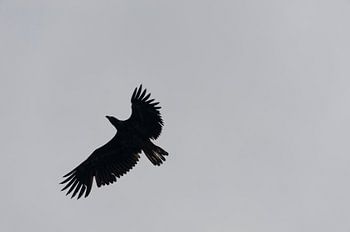 De Zeearend waakt... / The Sea Eagle Wakes...