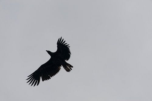 De Zeearend waakt... / The Sea Eagle Wakes...