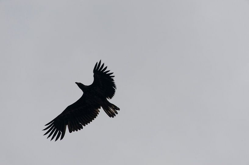 De Zeearend waakt... / The Sea Eagle Wakes... von Mark Veen