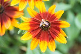 The yellow and orange Coneflower with matching Hornet Plumehorn