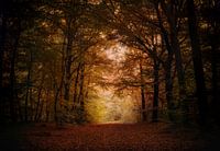 Autumn forest 1