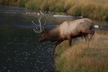 Eland (Wapiti), Cervus elephas, Yellowstone National Park, Wyoming van Frank Fichtmüller