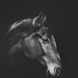 Portret van een paard in zwart-wit van Bild.Konserve