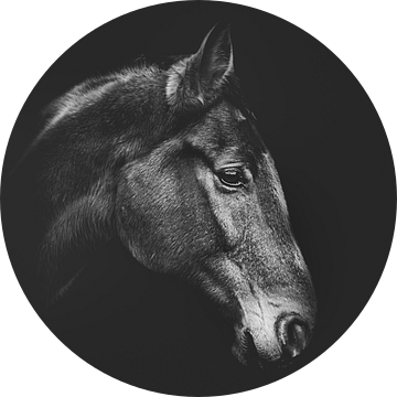 Portret van een paard in zwart-wit van Bild.Konserve