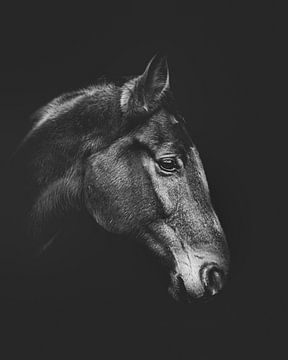 Portrait d'un cheval en noir et blanc sur Bild.Konserve