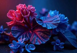 Rosa und blaue Blüten mit dunklen Blättern unter Kunstlicht von Markus Gann
