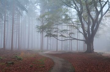 Walking into the fog by Olha Rohulya