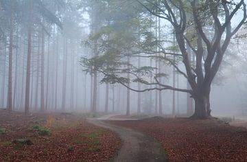 Walking into the fog