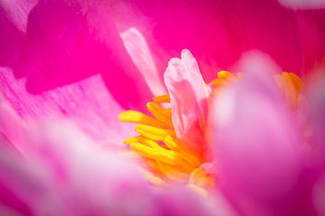 details of the yellow stamens of a pink peony by Marc Goldman