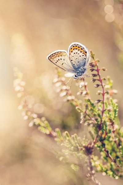 Heidekrautblau auf der Heide von Roosmarijn Bruijns