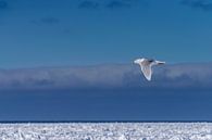 Möwe über dem Eisfeld von Spitzbergen von Merijn Loch Miniaturansicht