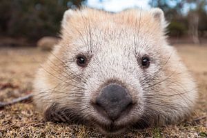 Un adorable wombat sur l'île Maria