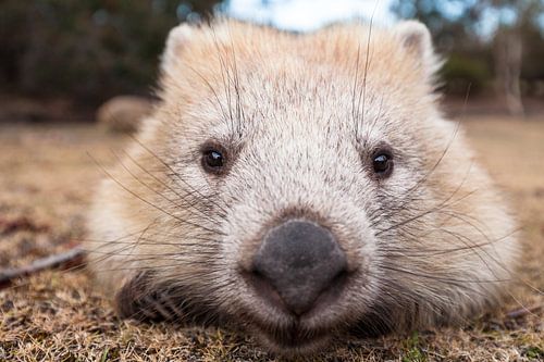 Wombat - Câlin - Wombat - Australie Animal sauvage