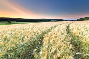 Champ d'orge - Montferland sur Natuurlijk Achterhoek