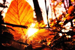 Herbstsinfonie 9