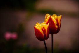 Tulpenduet van Made by Martin