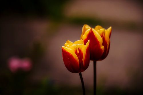 Tulpenduet