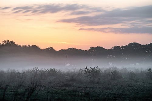 Planken Wambuis part 49