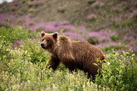 Grizzly bear in Canada