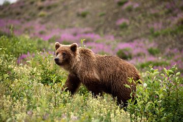 Grizzlybär in Kanada von Roland Brack