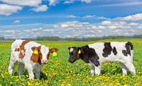 Two newborn calves together in a meadow full of dandelions