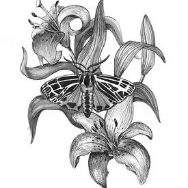 Papillon tigre & Lys tigre sur Blad&Beeld