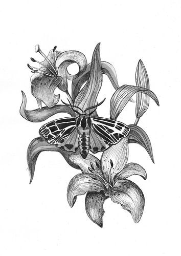 Tiger moth & Tiger lily