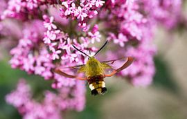 Auvergne XIII by Mario Bentvelsen