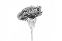 Zwart wit foto - Gerbera