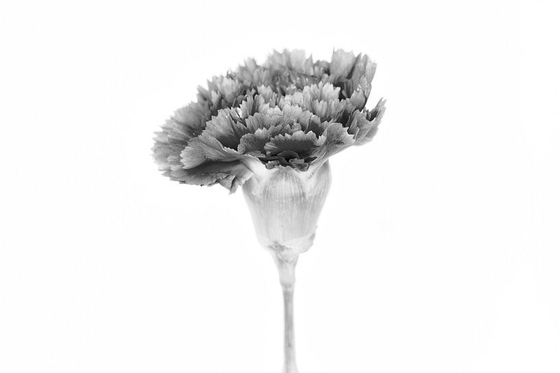Zwart wit foto - Gerbera van Marja Suur