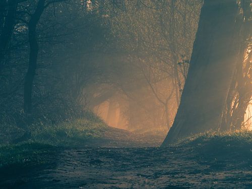 Morning light