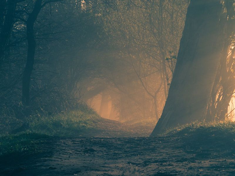 Morning light by Jaap Lagendijk