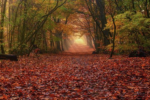 The Illuminated Path